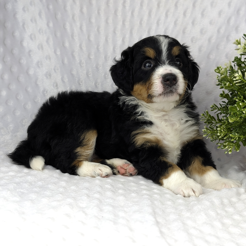 Meet Our Bernedoodles Bernedoodles