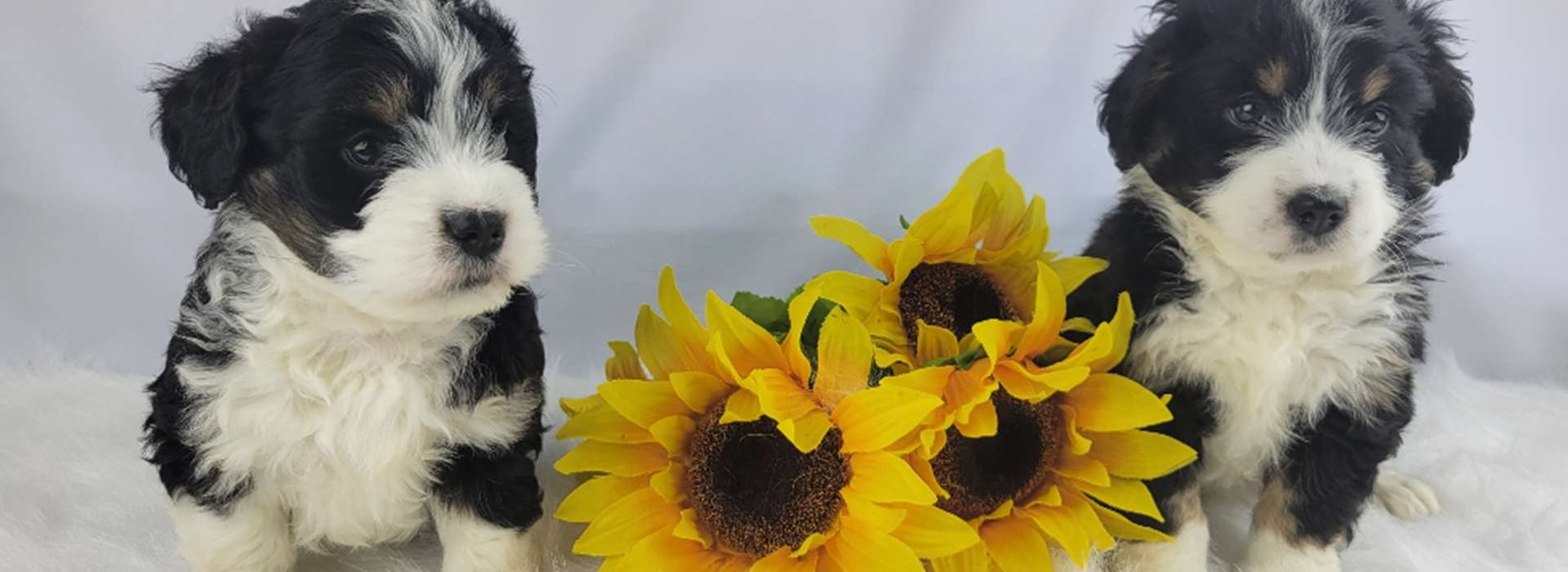 Contact Skyline Puppies LLC Contact Skyline Puppies LLC